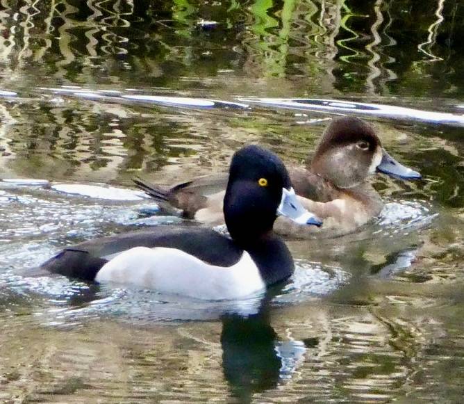 Ring-necked Ducks by Slideshow Bruce is licensed under CC BY-NC 2.0.